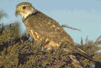 Merlin, female perched