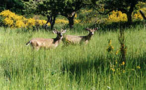 Black -tailed Deer