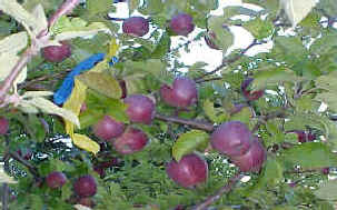 Apples see our farm page three