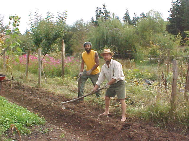 Sam Bullock planting garlic