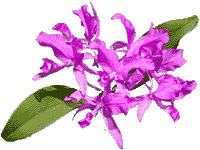 orchid10.gif