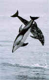 Pacific White-sided Dolphins. Wow!