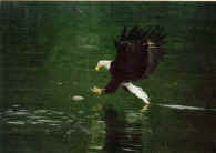 Bald Eagle diving for fish. That's how they get their food