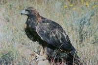 Golden Eagle, adult