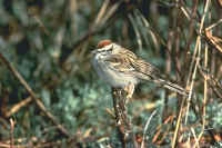 Chipping Sparrow, summer